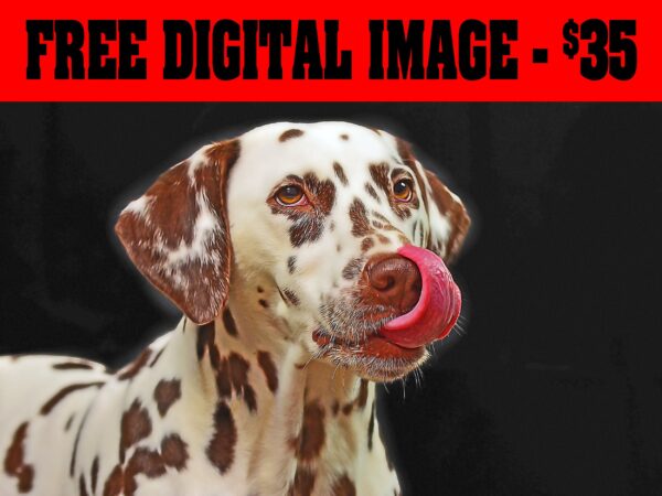 Custom Pet Portrait | Custom Animal Portrait | Digital Pet Painting from photo | Pet Sketch From Photo | Watercolor digital Hand Painting