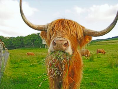 Highland cow digital oil painting canvas, Highland cow canvas, Wildlife cow canvas,Highland cow wall art Wildlife wall art, Highland Cow art
