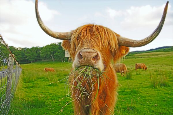 Highland cow digital oil painting canvas, Highland cow canvas, Wildlife cow canvas,Highland cow wall art Wildlife wall art, Highland Cow art