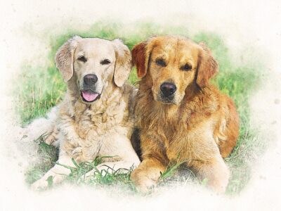 Watercolor Animal Portrait, Custom Animal Portrait, Custom Pet Portrait, Watercolor Pet Painting, Pet Sketch From Photo, Dog lover Cat lover