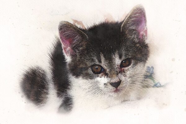 Watercolor Animal Portrait, Custom Animal Portrait, Custom Pet Portrait, Watercolor Pet Painting, Pet Sketch From Photo, Dog lover Cat lover - Image 3