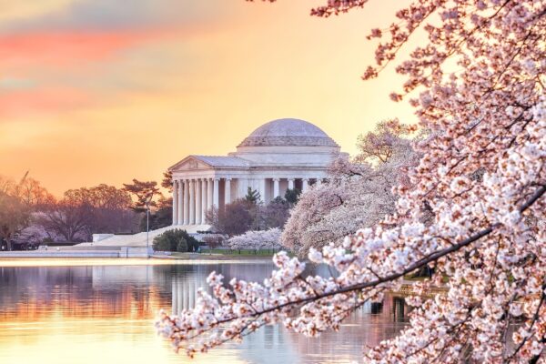 Cherry Blossoms Washington DC Canvas Print - Custom Printed Fine Art Print, Washington DC lovely with Cherry Blossoms - Image 3